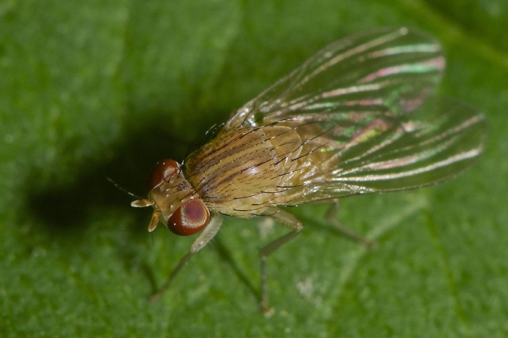 Lauxaniidae Sapromyza sp. ????   Bentivoglio (BO)